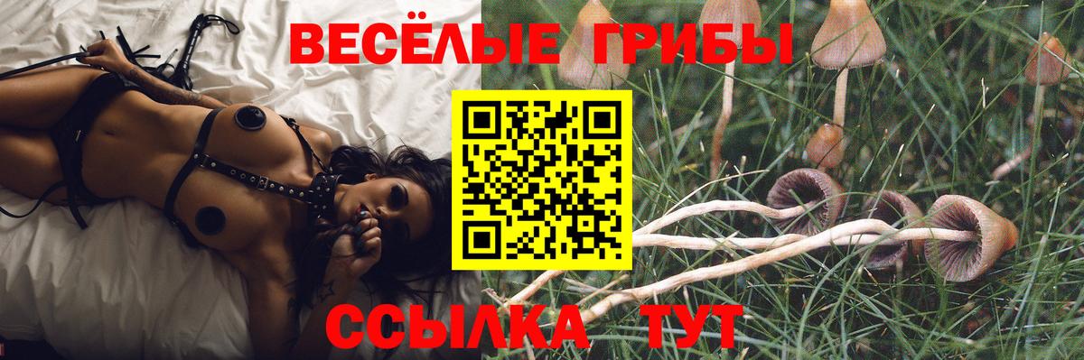 Галлюциногенные грибы Psilocybe  где можно купить   Избербаш  Вход с VPN 